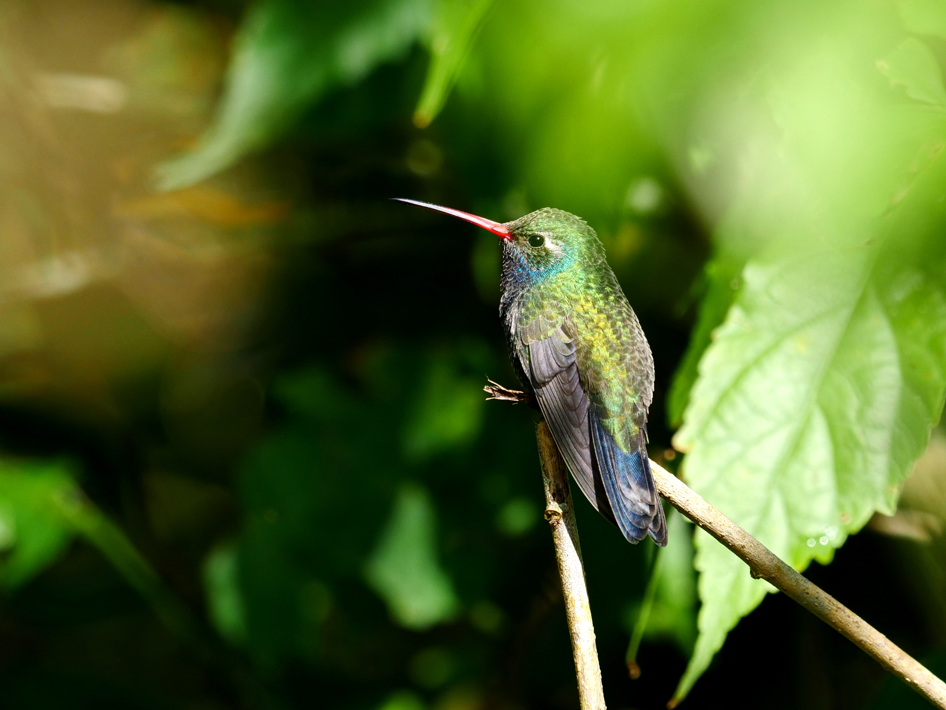 Broad-billed hummingbird by Jane Patterson