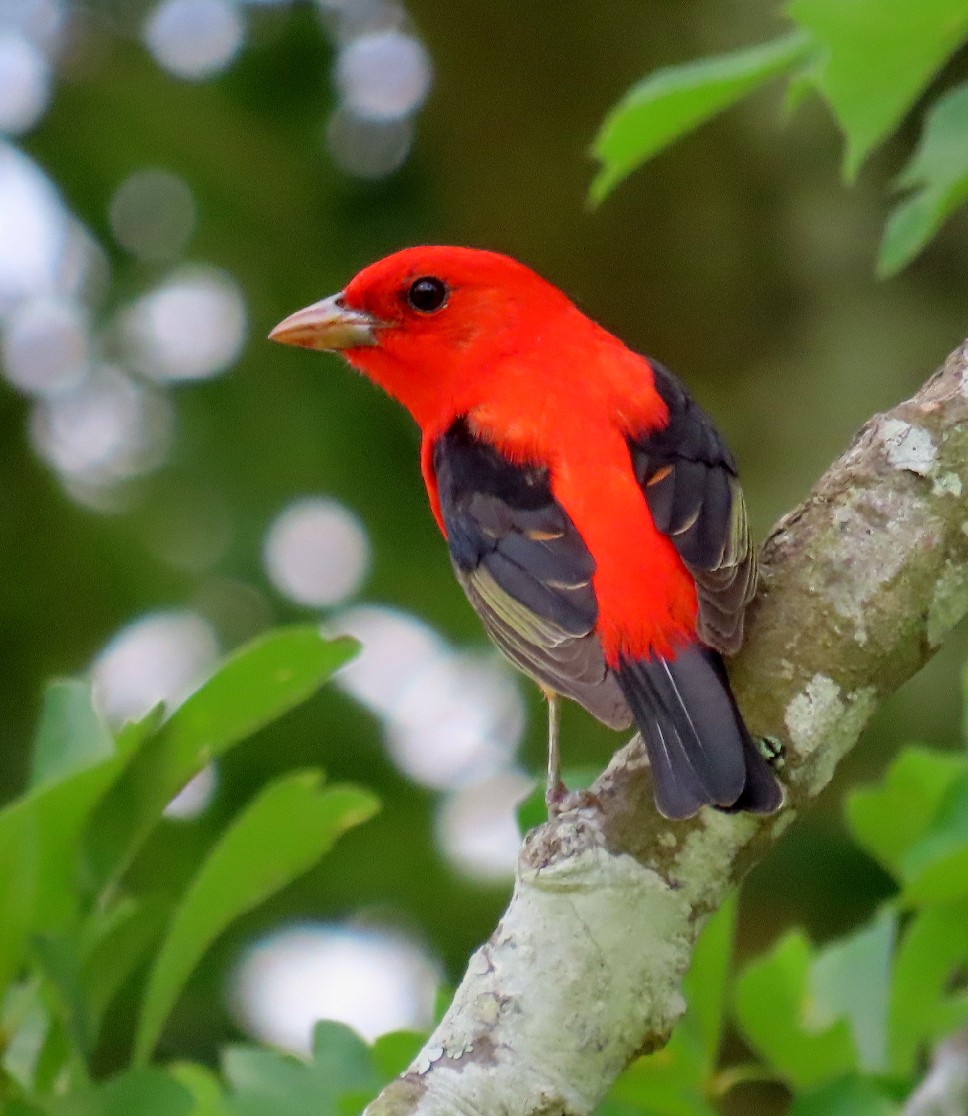 Scarlet Tanager by Vicki Sensat