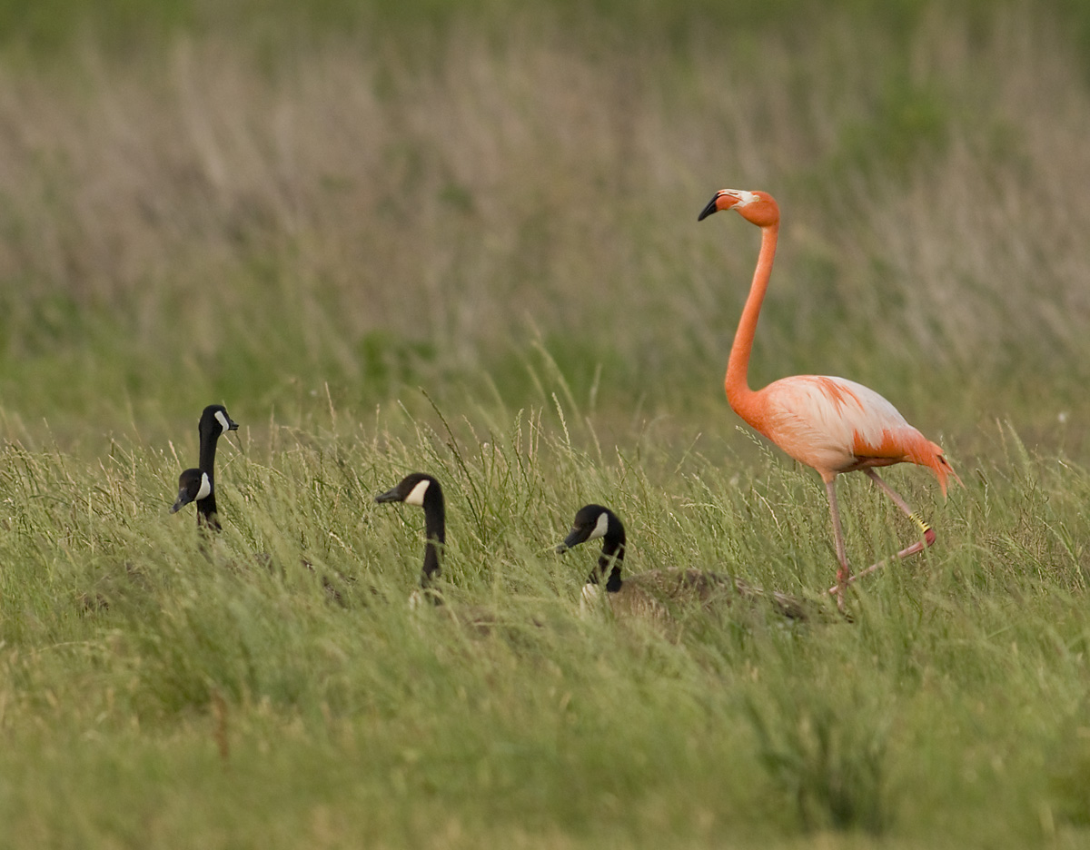 American Flamingo by Kevin Leigh