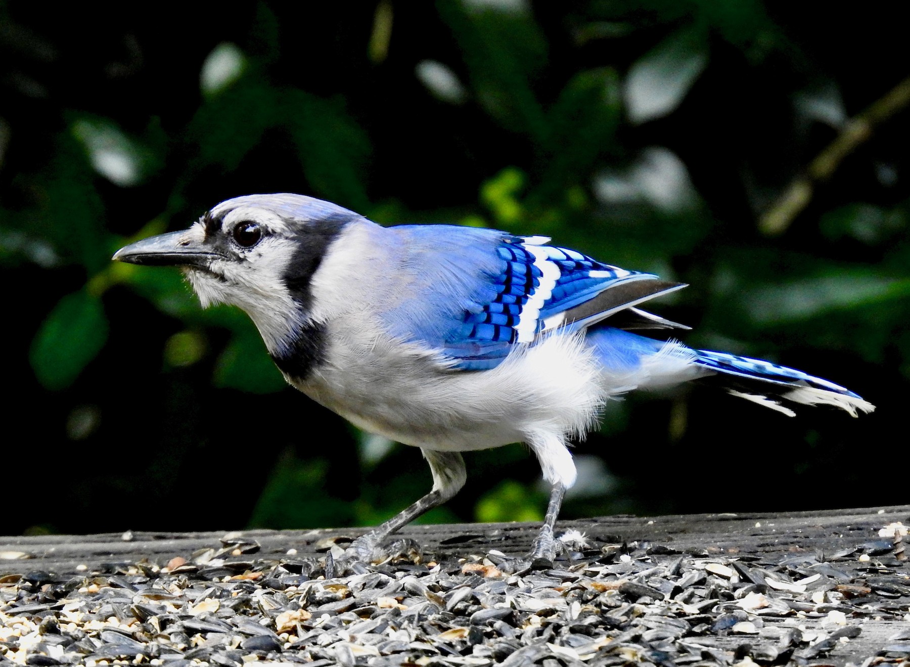 Blue Jay by Van Remsen