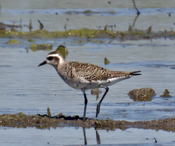 American Golden-Plover - Photo by Van Remsen