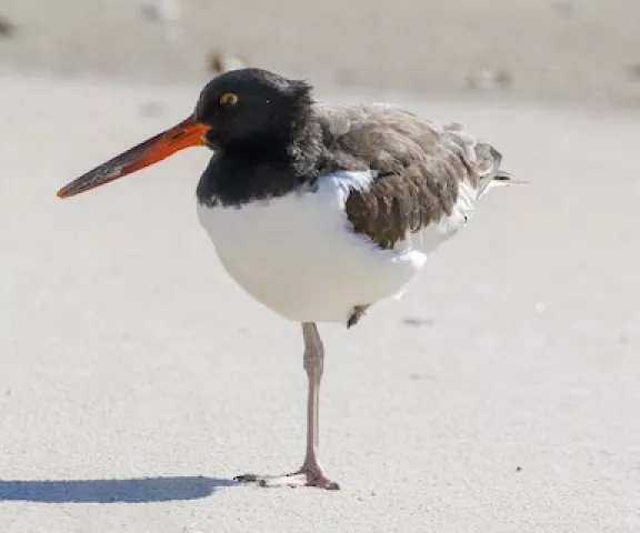 American Oystercatcher - Photo by Brad Price