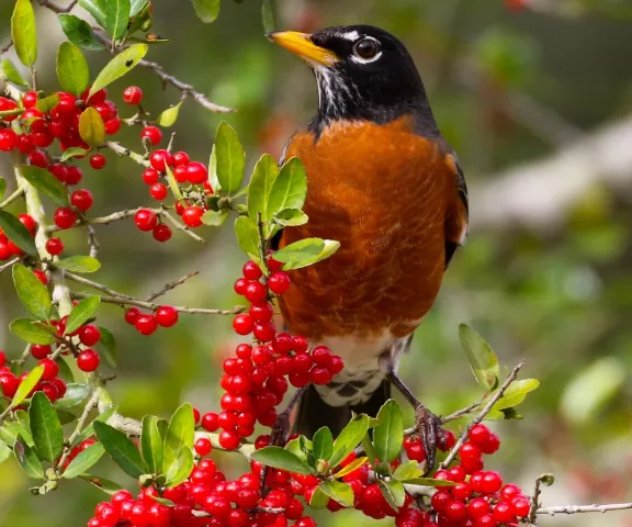 American Robin - Photo by Brad Price