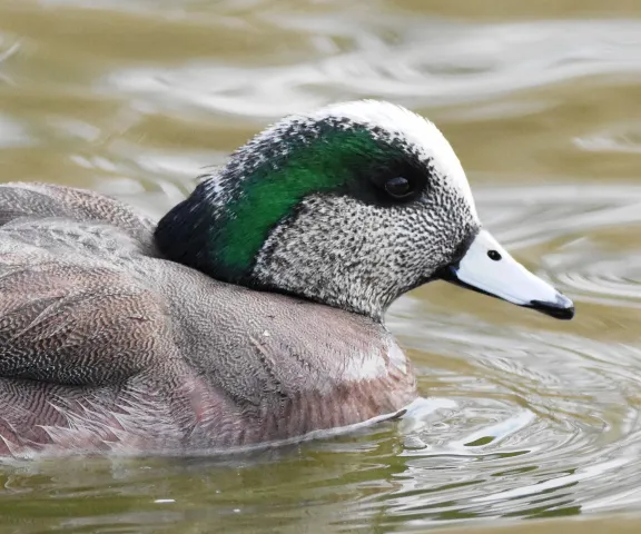American Wigeon - Photo by Erik Jonson