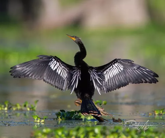Anhinga (Female) - Photo by Rickey Aizen