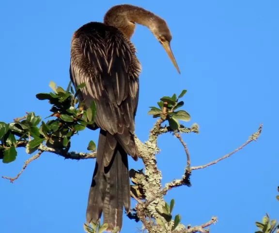 Anhinga (Female) - Photo by Vicki Sensat