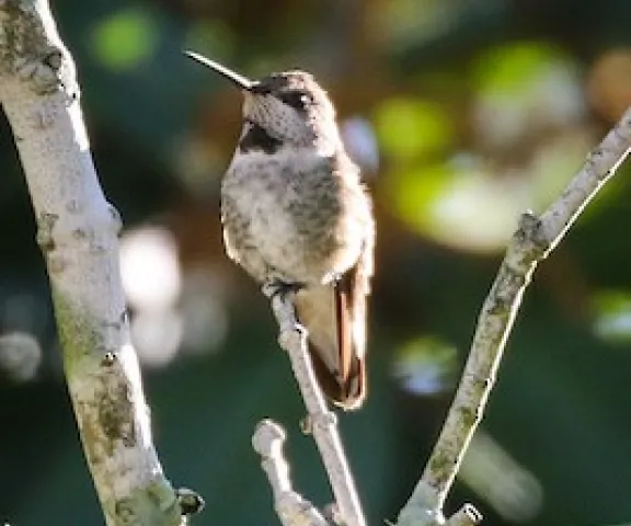 Anna's Hummingbird - Photo by Brad Price