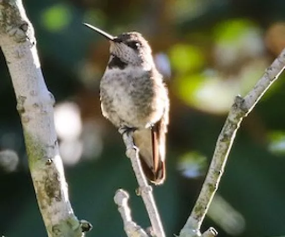 Anna's Hummingbird - Photo by Brad Price