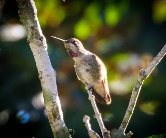 Anna's Hummingbird - Photo by Brad Price
