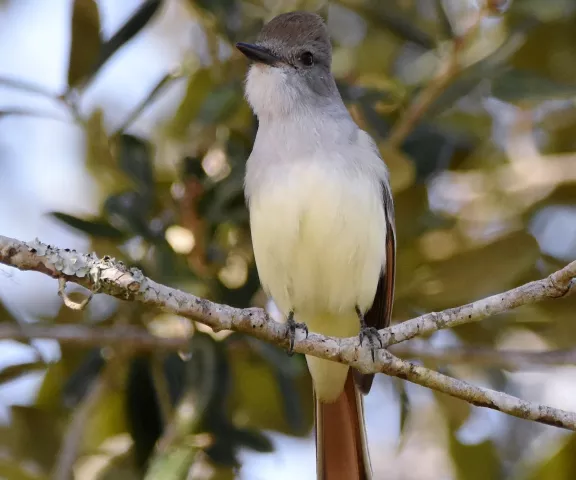 Ash-throated Flycatcher - Photo by Erik Johnson