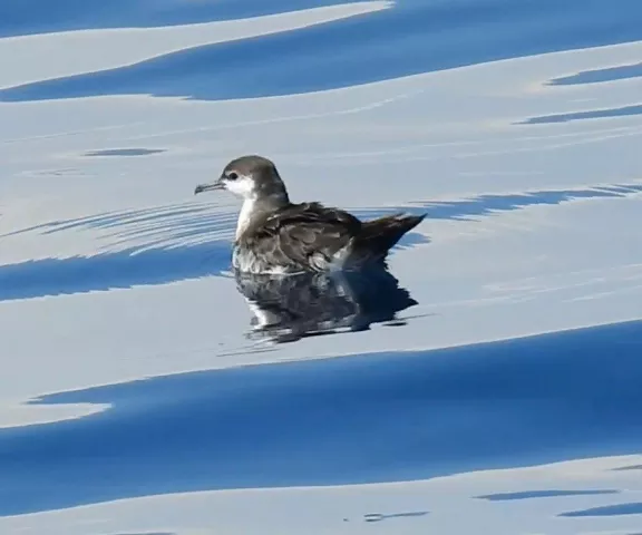 Audubon's Shearwater - Photo by Van Remsen