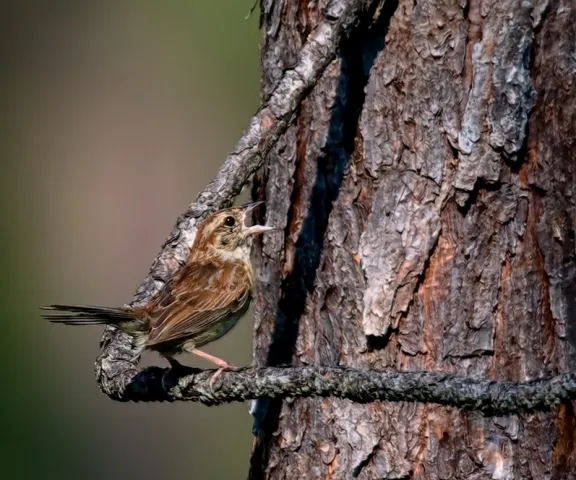 Bachman's Sparrow - Photo by Tom Finnie