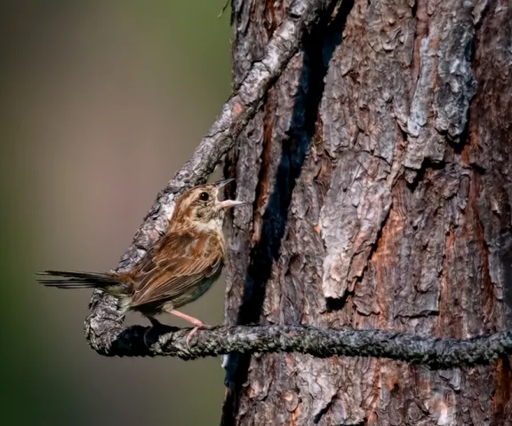 Bachman's Sparrow - Photo by Tom Finnie