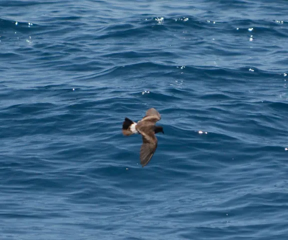 Band-rumped storm-petrel - Photo by Van Remsen
