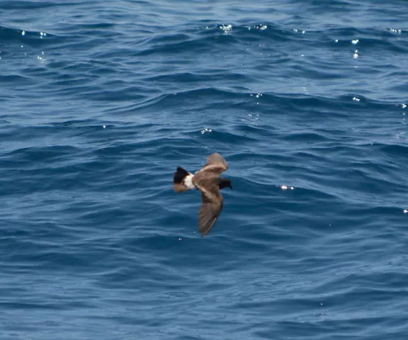 Band-rumped storm-petrel - Photo by Van Remsen