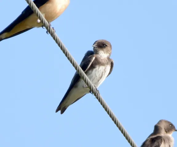 Bank Swallow - Photo by Erik Johnson