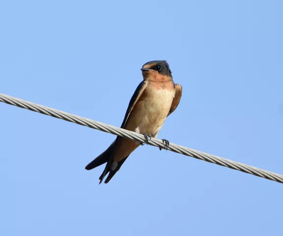 Barn Swallow - Photo by Erik Johnson