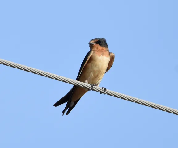 Barn Swallow - Photo by Erik Johnson