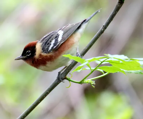 Bay-breasted Warbler - Photo by Jane Patterson