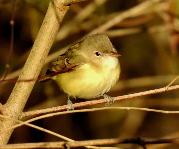 Bell's Vireo - Photo by Van Remsen