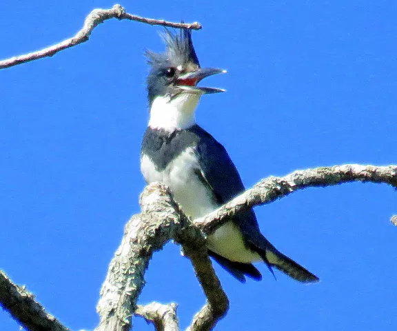 Belted Kingfisher (female) - Photo by Vicki Sensat