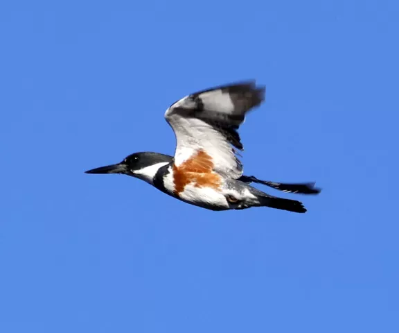 Belted Kingfisher (male) - Photo by Vicki Sensat