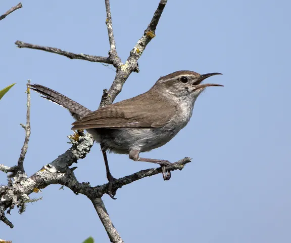 Bewick's Wren - Photo by Erik Johnson