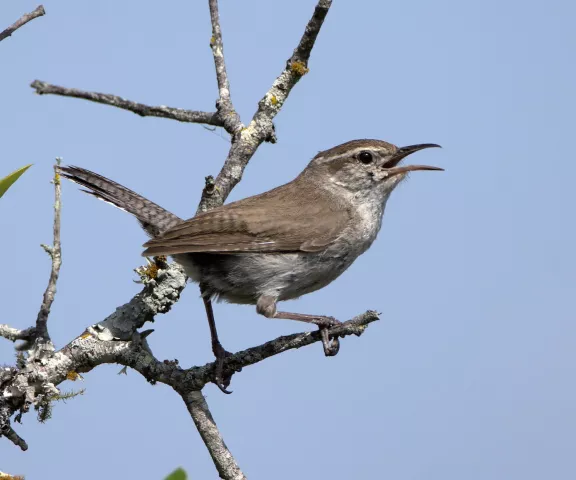 Bewick's Wren - Photo by Erik Johnson