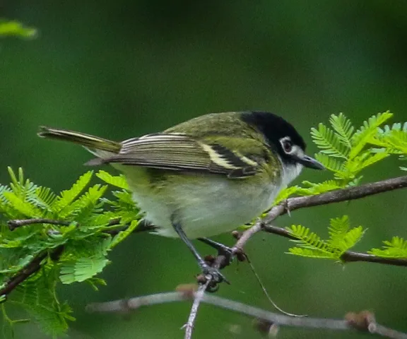 Black-capped Vireo - Photo by Brad Price