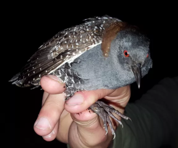 Black Rail - Photo by Erik Johnson