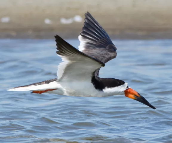 Black Skimmer - Photo by Erik Johnson