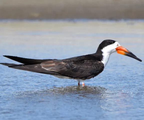 Black Skimmer - Photo by Erik Johnson