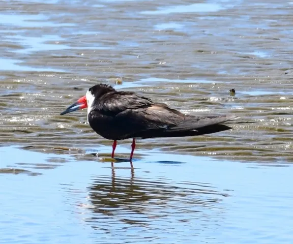 Black Skimmer - Photo by Ruth Cronan