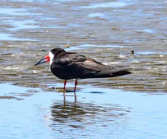 Black Skimmer - Photo by Ruth Cronan
