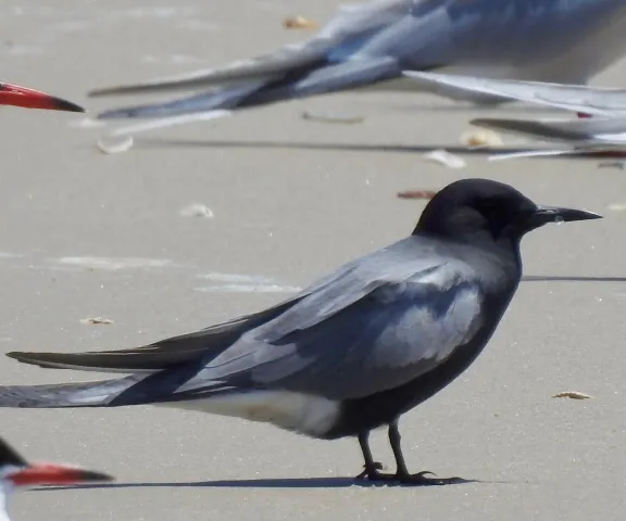 Black Tern - Photo by Van Remsen