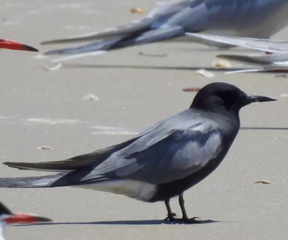 Black Tern - Photo by Van Remsen
