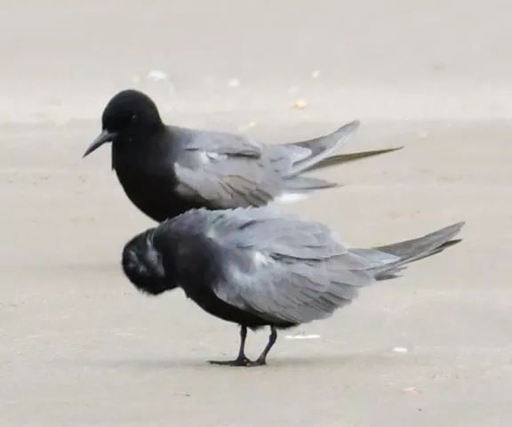 Black Tern - Photo by Ruth Cronan