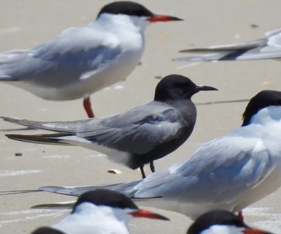 Black Tern - Photo by Van Remsen
