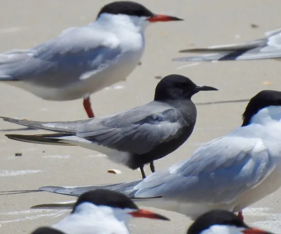 Black Tern - Photo by Van Remsen