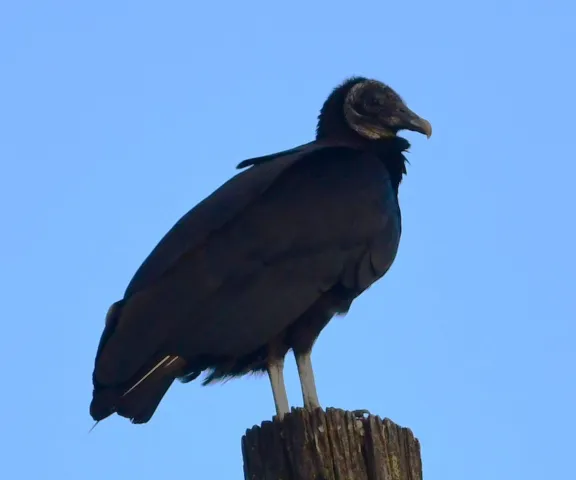 Black Vulture - Photo by Ruth Cronan