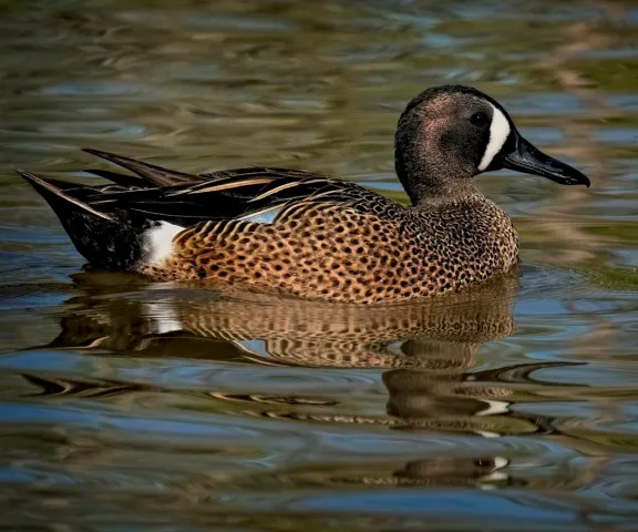 Blue-winged Teal - Photo by Tom Finnie