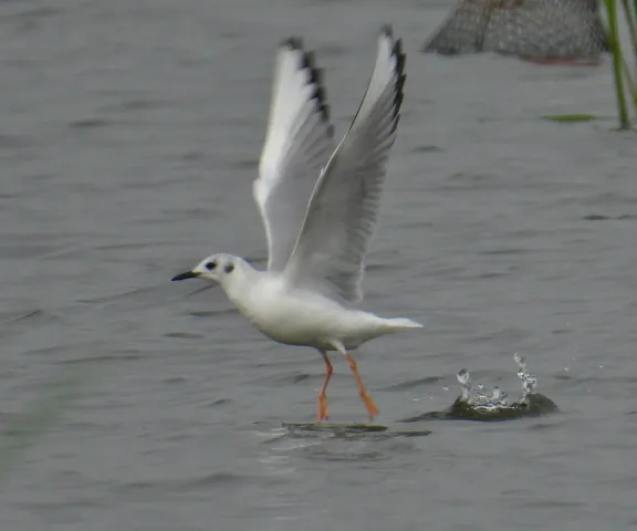 Bonaparte's Gull - Photo by Van Remsen