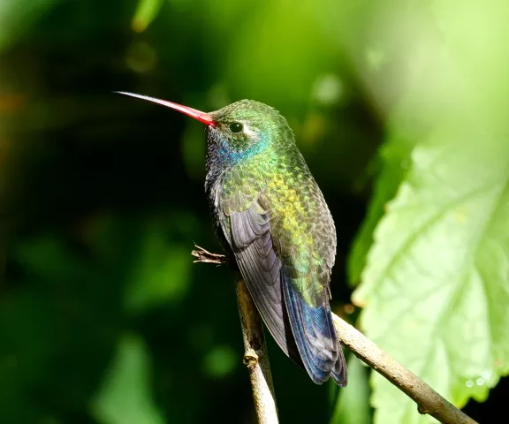 Broad-billed hummingbird by Jane Patterson