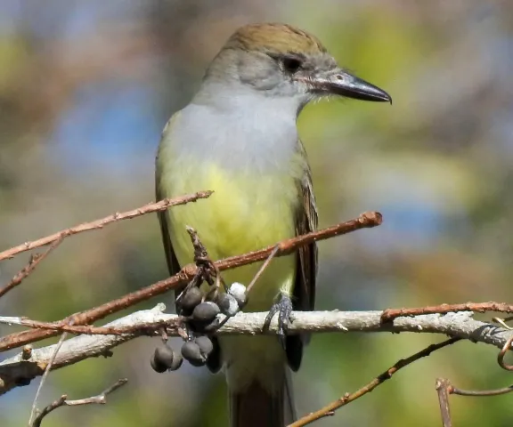 Brown-crested Flycatcher - Photo by Van Remsen