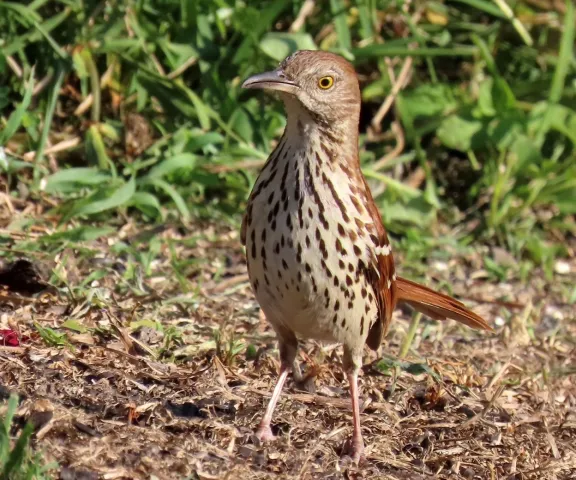 Forts Randolph and Buhlow State Historic Site | Louisiana Birding