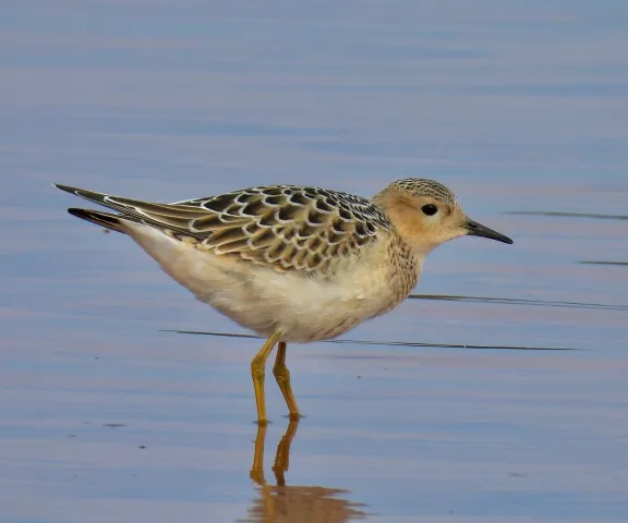 Buff-breasted Sandpiper - Photo by Van Remsen