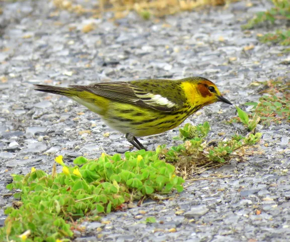 Cape May Warbler - Photo by Vicki Sensat