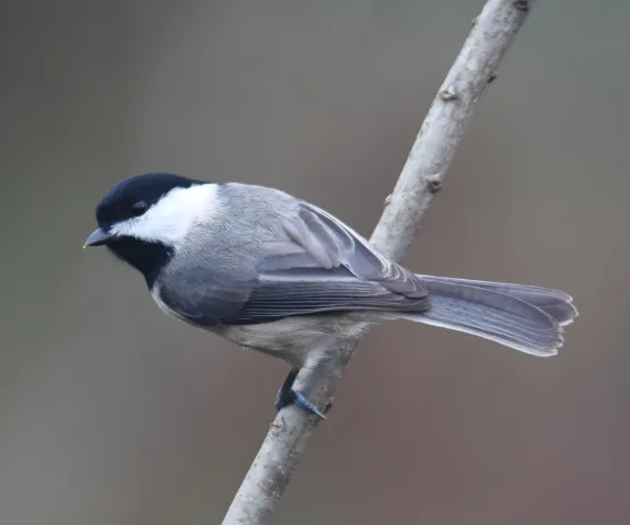 Carolina Chickadee - Photo by Erik Johnson