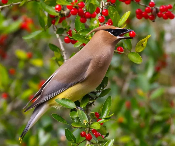Cedar Waxwing - Photo by Brad Price