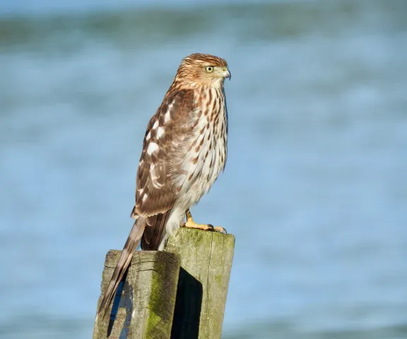 Cooper's Hawk - Photo by Van Remsen